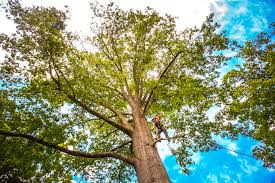 Best Emergency Tree Removal  in West Falmouth, MA