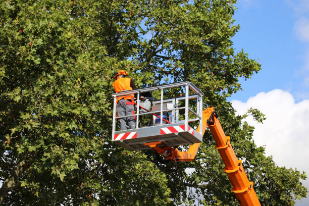 How Our Tree Care Process Works  in  West Falmouth, MA